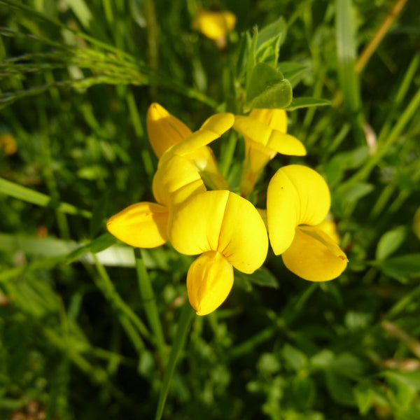 Pro Flora 16 Wildflower Seed - Coastal