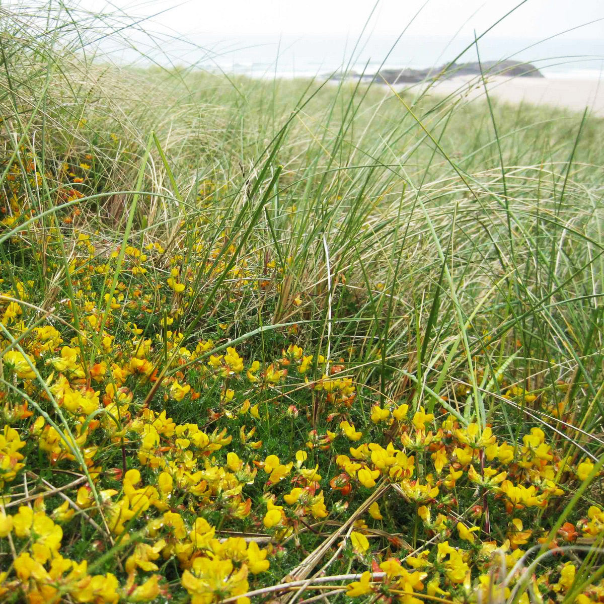 Pro Flora 16 Wildflower Seed - Coastal