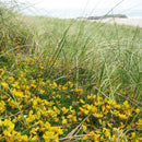 Pro Flora 16 Wildflower Seed - Coastal