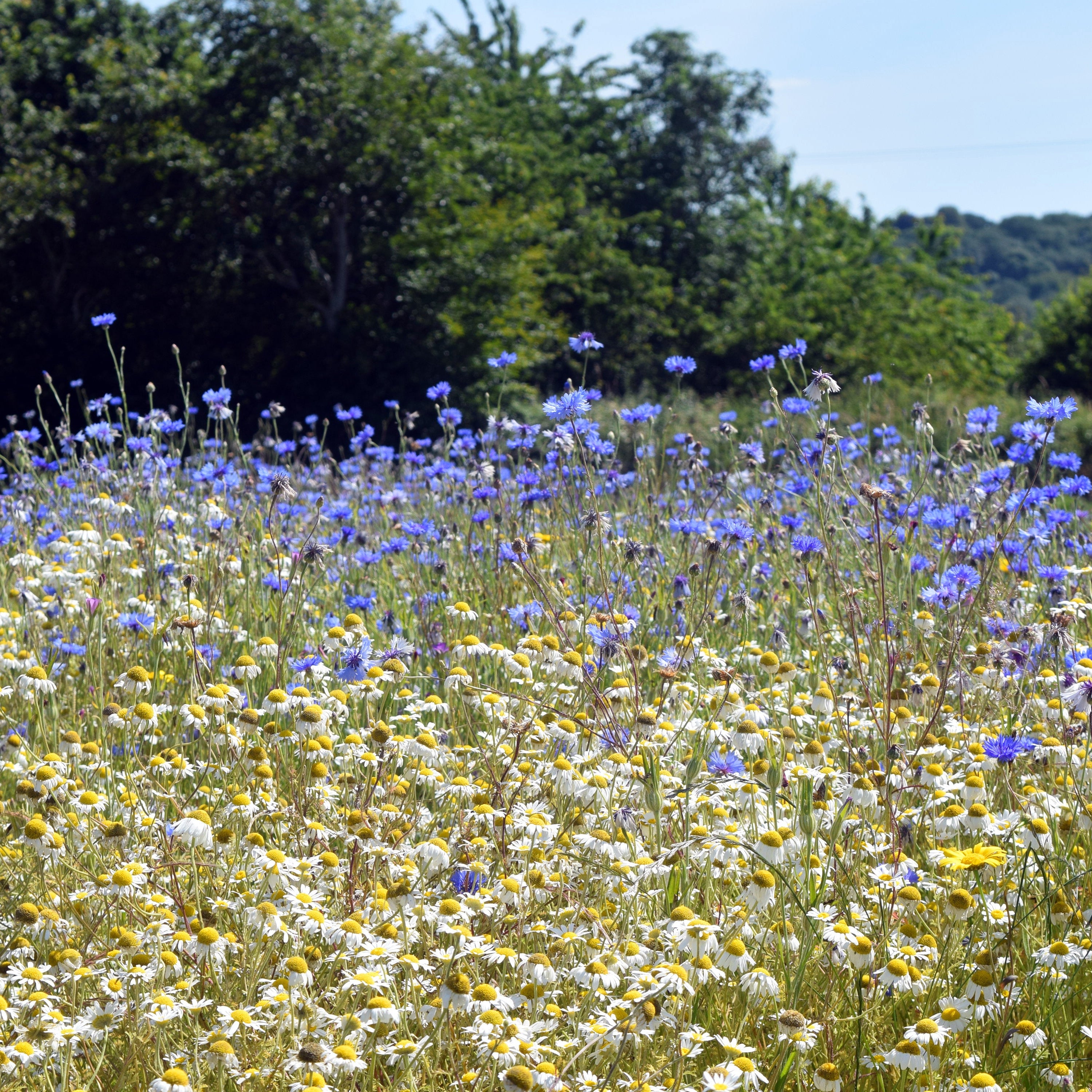 Pro Flora 1 Wildflower Seeds - fields of white and blue flowers.