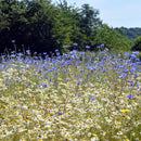 Pro Flora 1 Wildflower Seeds - fields of white and blue flowers.