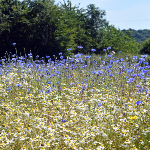 Pro Flora 1 Wildflower Seeds - fields of white and blue flowers.