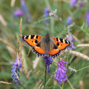 Pro Flora 3 Wildflower Seed - Damp Soils