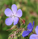 Pro Flora 3 Wildflower Seed - Damp Soils 2