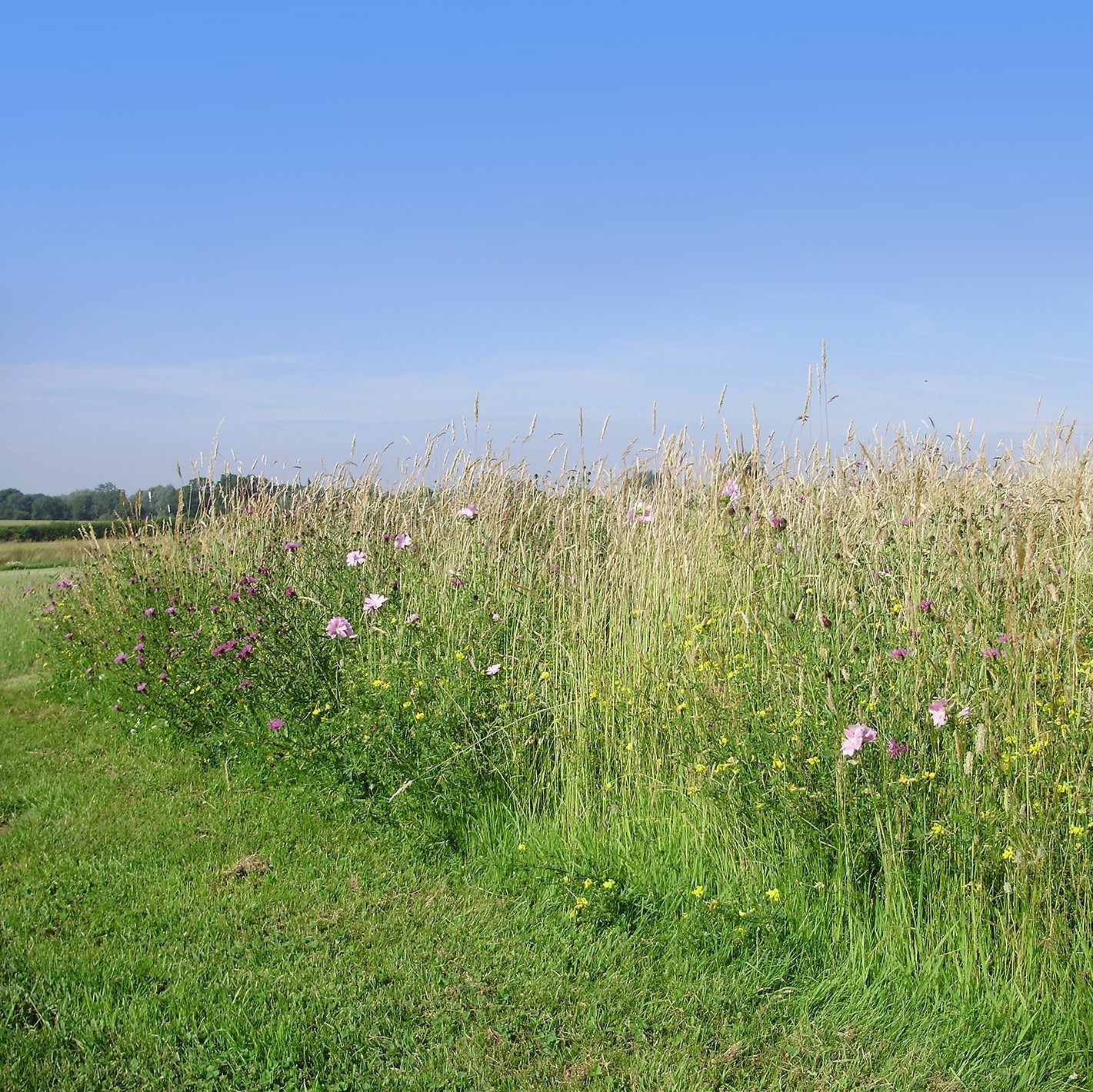 Pro Flora 6 Wildflower Seed - Dry Soils