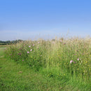 Pro Flora 6 Wildflower Seed - Dry Soils