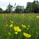 Pro Flora 8 Wildflower Seed - Legacy General Purpose