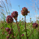 Pro Flora 8 Wildflower Seed - Legacy General Purpose