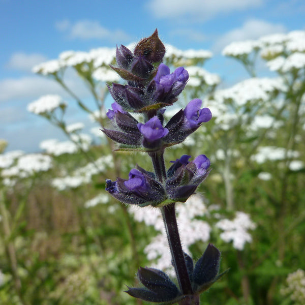 Pro Flora 9 Wildflower Seed - Heritage General Purpose